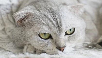 kaiyun网站-那些我们熟悉的欧冠“绝杀场面”图片集，欧冠决赛爆冷